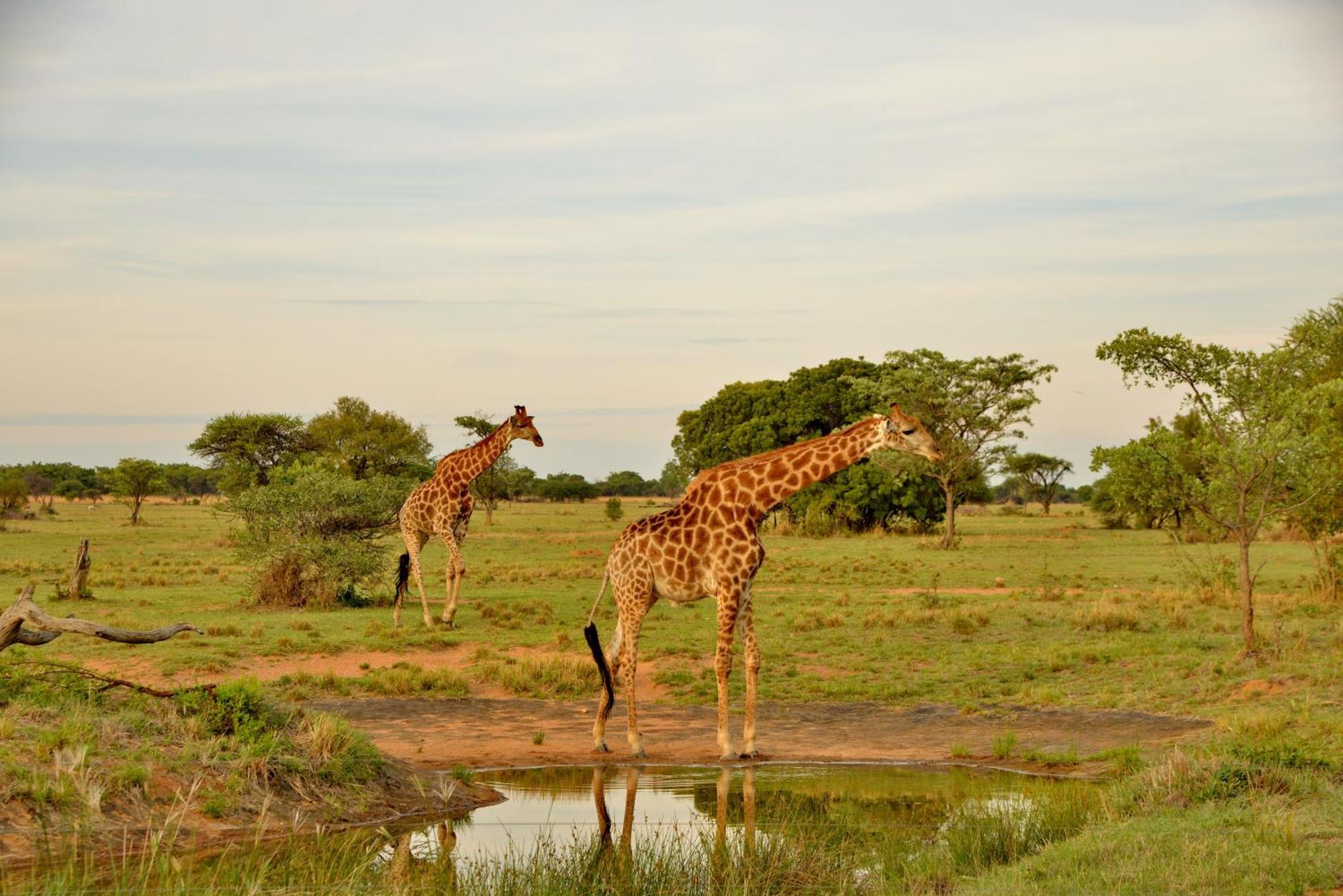 Safari Plains Villa Mabula Game Reserve Dış mekan fotoğraf